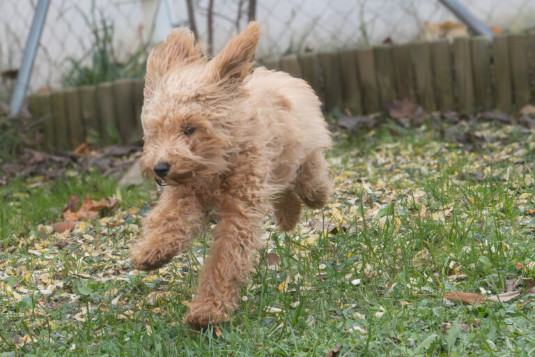 Tierische Erinnerungen: Ein besonderes Shooting mit Marlie und Bella